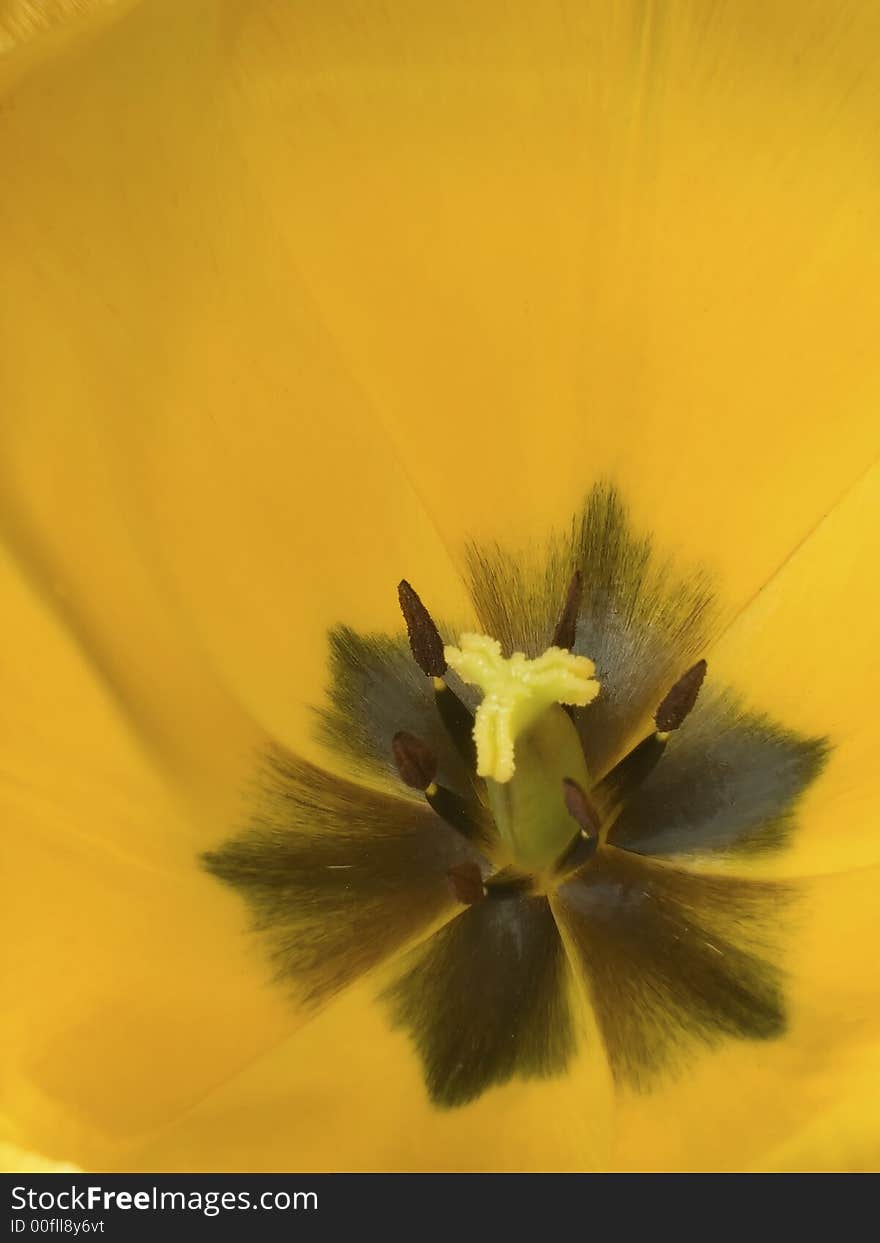 Perfect of yellow tulip interior onto background. Perfect of yellow tulip interior onto background