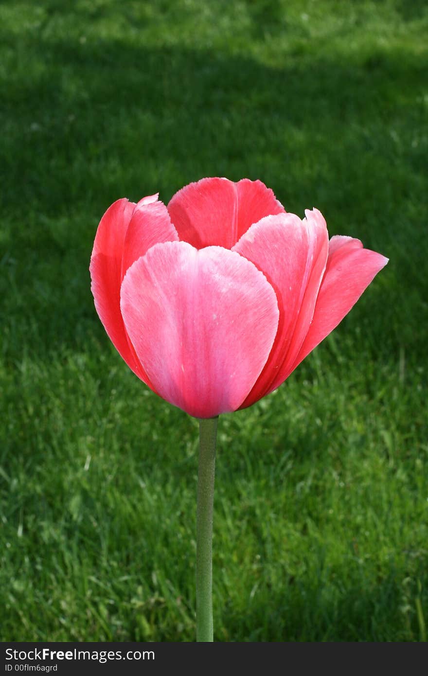 The beautiful pink tulip grows in loneliness