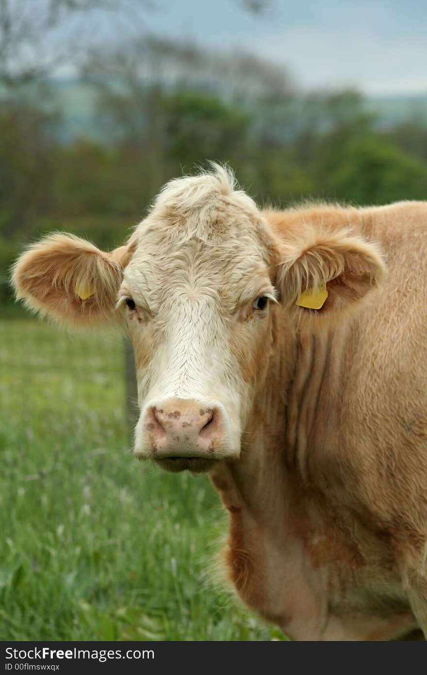 Portrait of a very handsome Charolais cow. Portrait of a very handsome Charolais cow