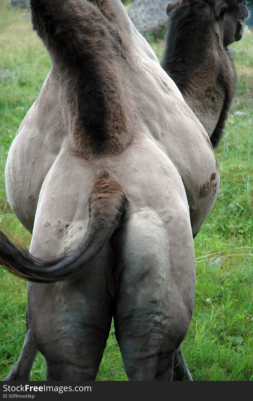 A camels bottom makes a funny picture. A camels bottom makes a funny picture