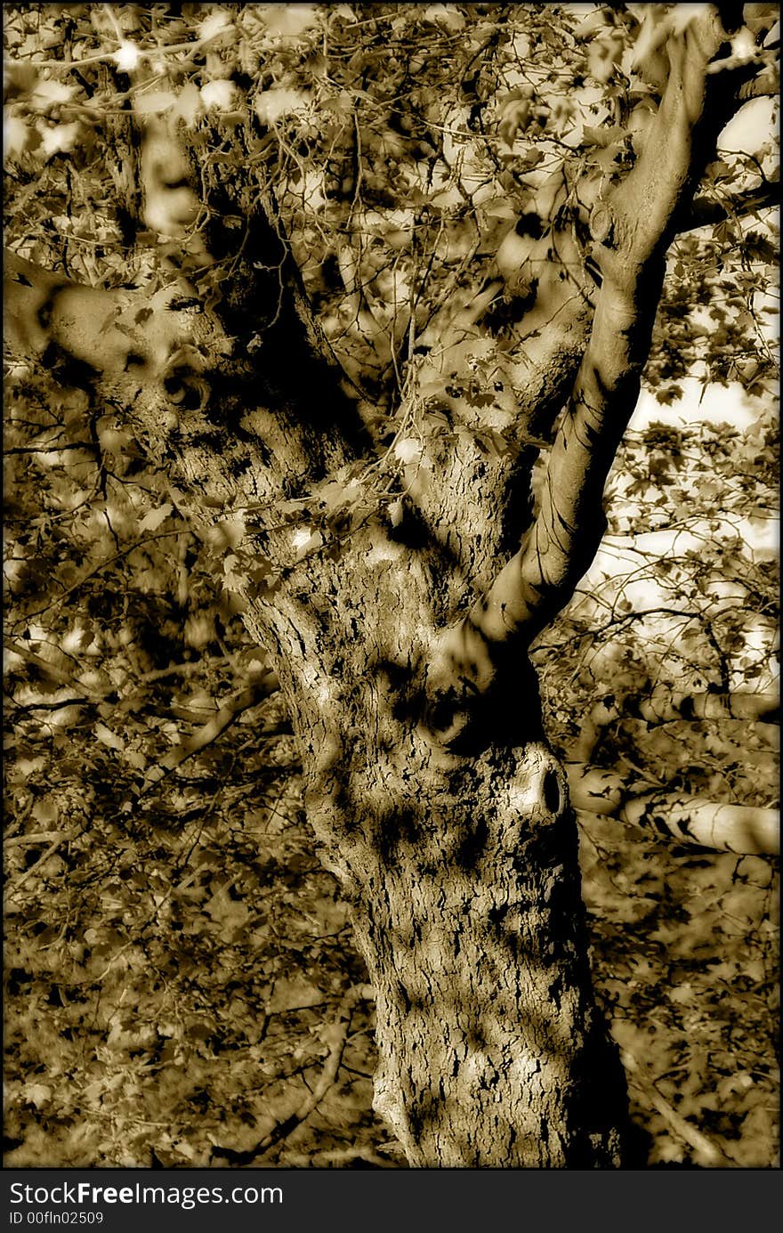 An old tree in the woods.  An old photo effect has been applied along with a dreamy blurry glow.