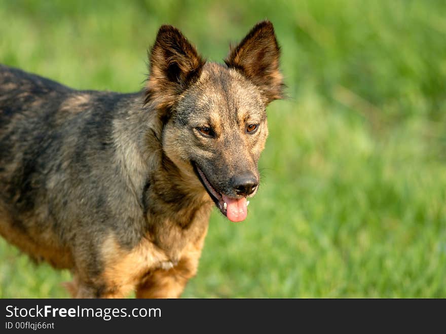 Stray dog on background of green grass