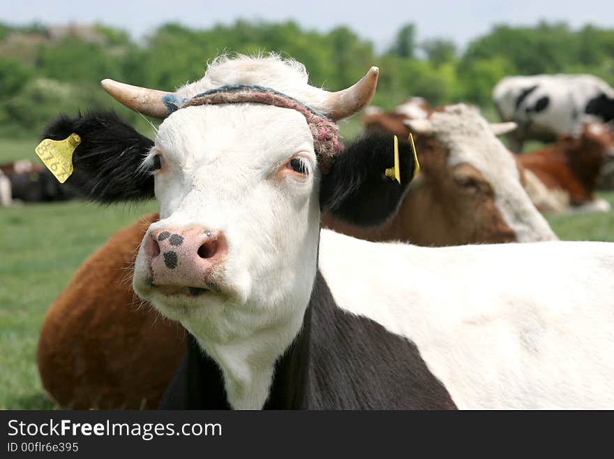 Cows in a green pasture