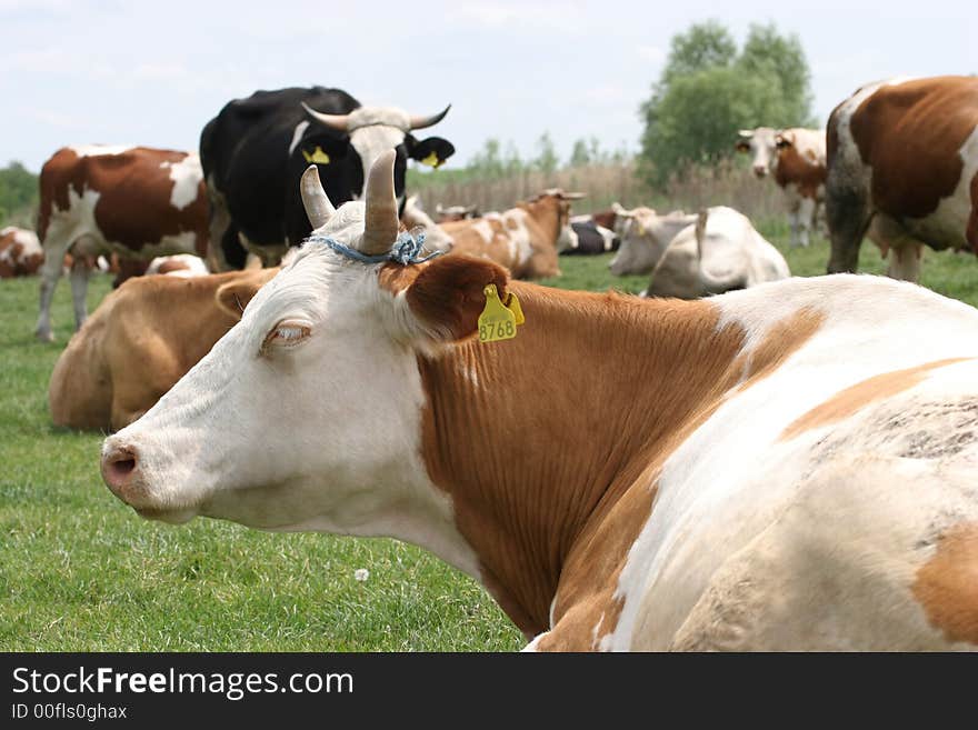 Cows in a green pasture