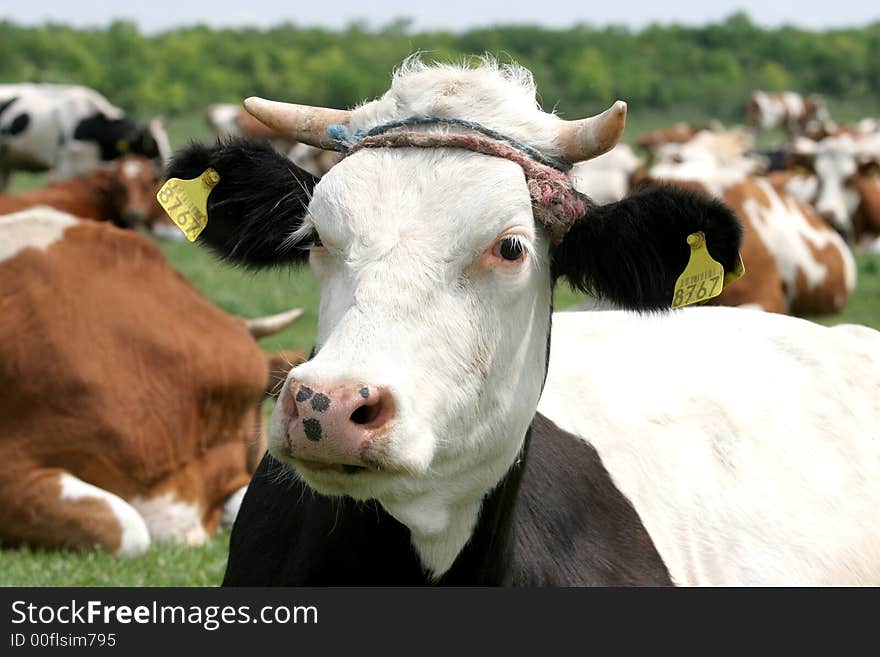 Cows in a green pasture