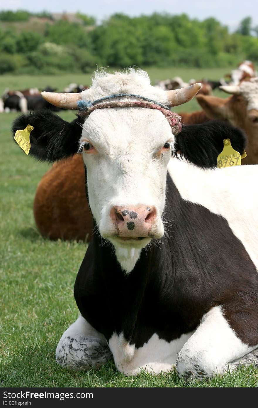 Cows in a green pasture