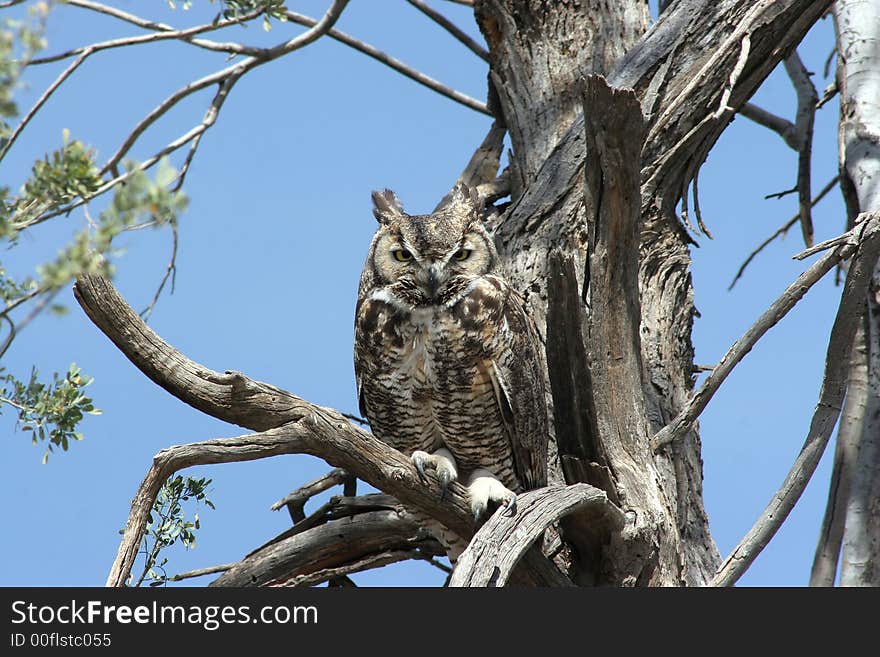 Great Horned Owl sitting in a dead tree in the wild in the Arizona desert. Great Horned Owl sitting in a dead tree in the wild in the Arizona desert.