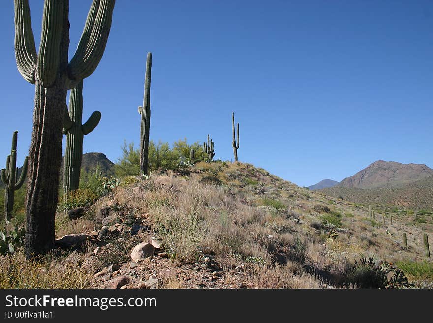 Saguaro cactus and hills