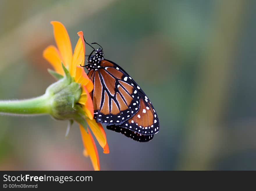 Monarch (Danaus Plexippus)