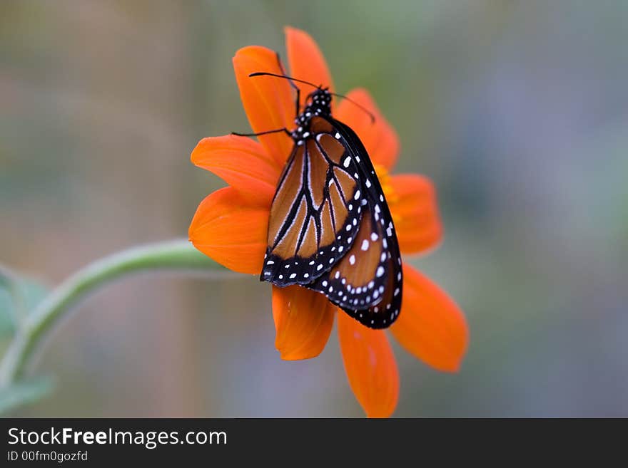 A Monarch butterfly on a flower