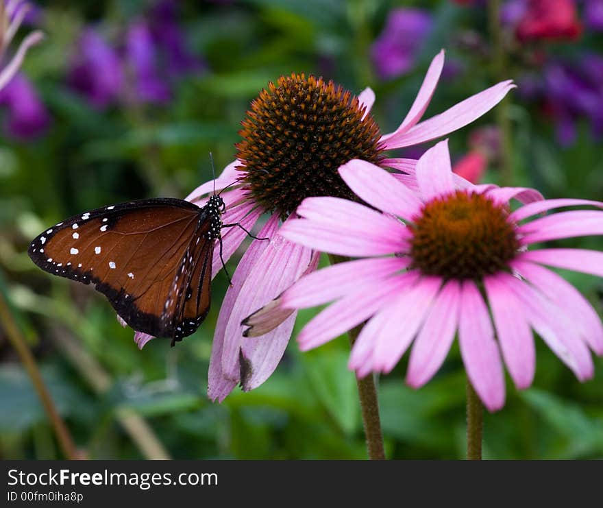 Viceroy Butterfly