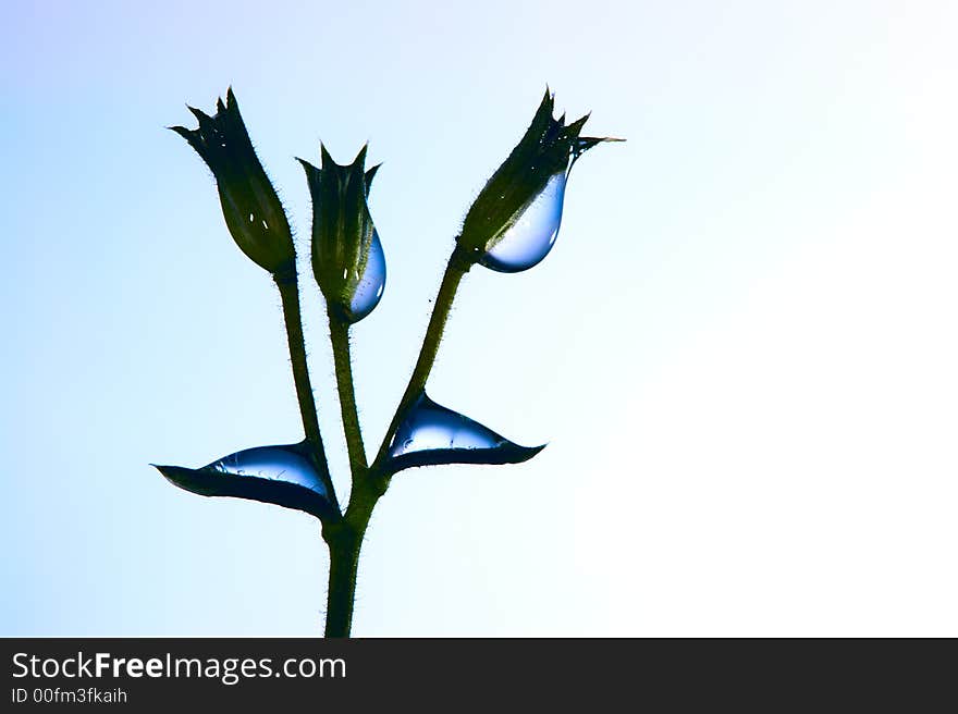 Water  Drops