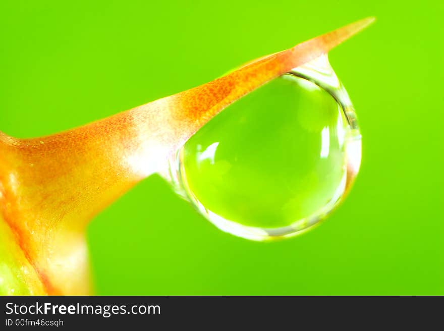 Water drop on the rose thorn. Super Macro. Water drop on the rose thorn. Super Macro