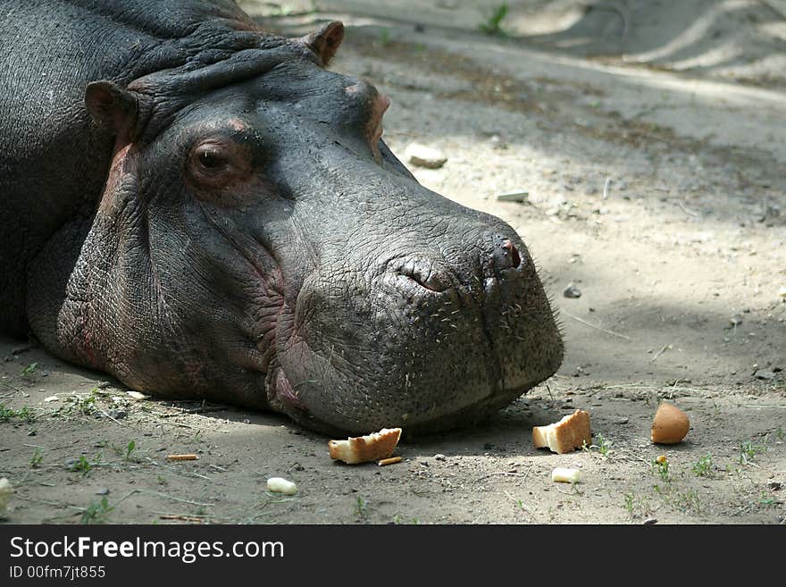 Hippopotamus