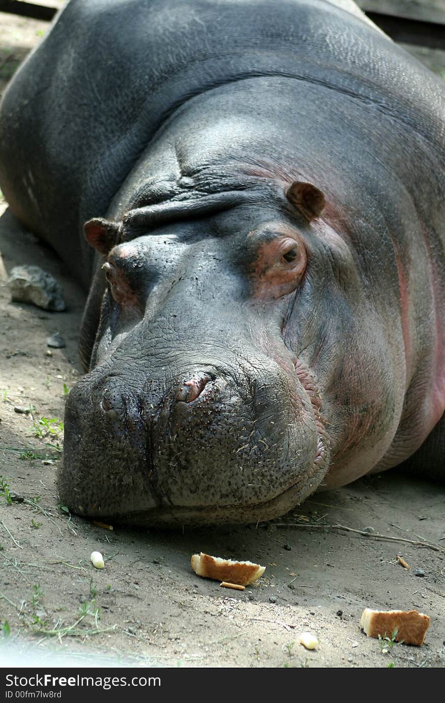 Hippopotamus