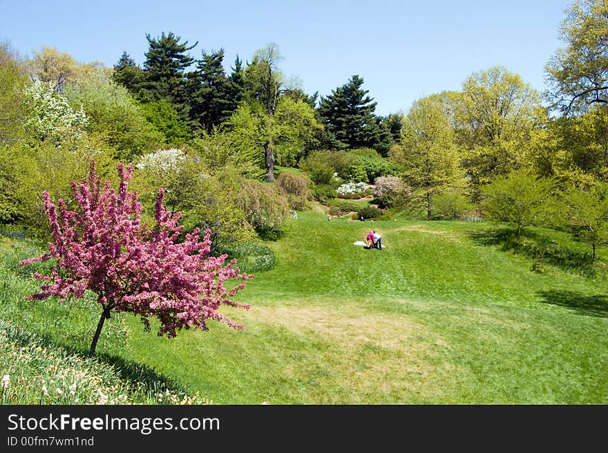 Verdant Spring Field
with lilac bushes, trees and picnicers in the background. Verdant Spring Field
with lilac bushes, trees and picnicers in the background