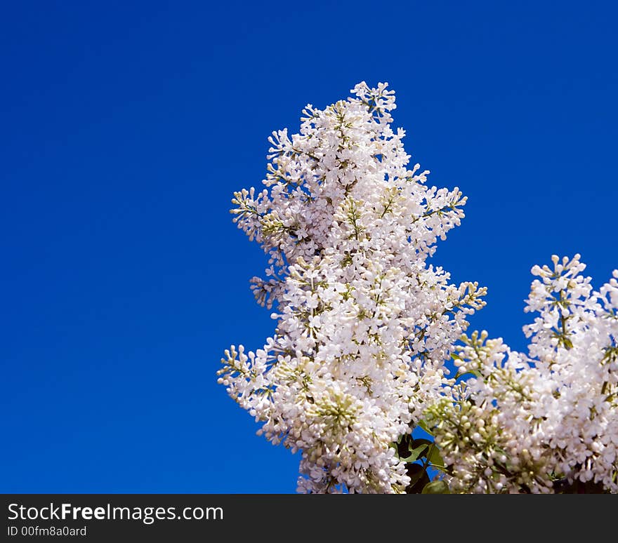 Vibrant White Lilacs against a bright blue sky