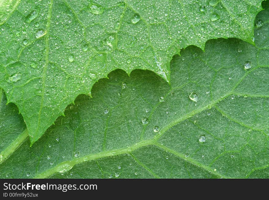 Close-up of two leaves, covered with drops of morning dew.