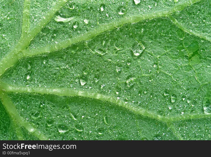 Close-up of a leaf with water drops. Close-up of a leaf with water drops.