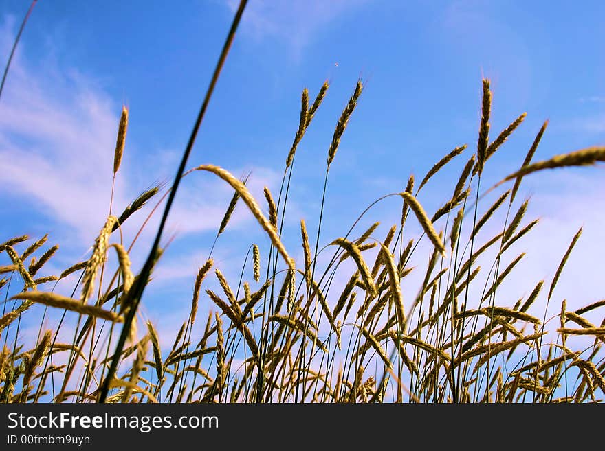 Wheat and blue sky. Hi-key image. Wheat and blue sky. Hi-key image.