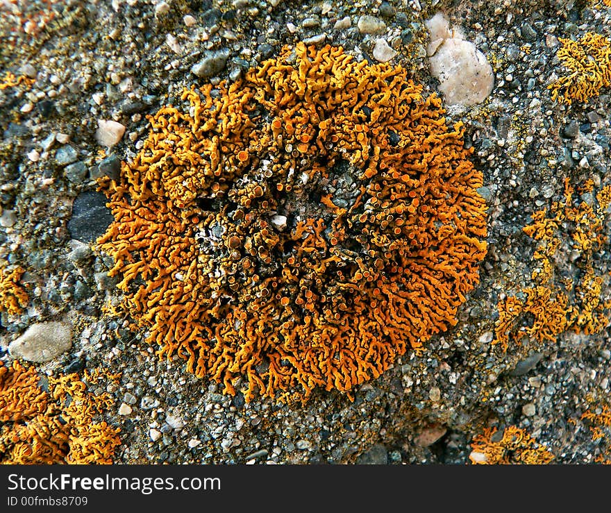 A close-up of the yellow lichen as a ring on a stone. Russian Far East, Primorsky region. A close-up of the yellow lichen as a ring on a stone. Russian Far East, Primorsky region