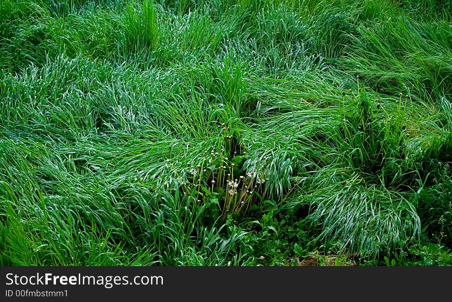 Lush spring grass background, greenery rolling surface