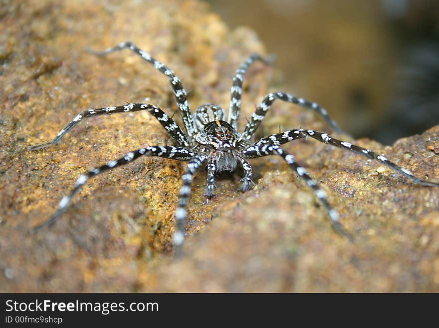 Sri Lankan water spider at Sinharaja Rain Forest