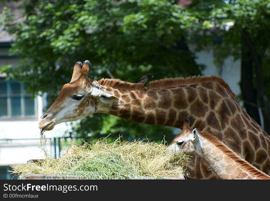 Giraffe family in the Almaty zoo