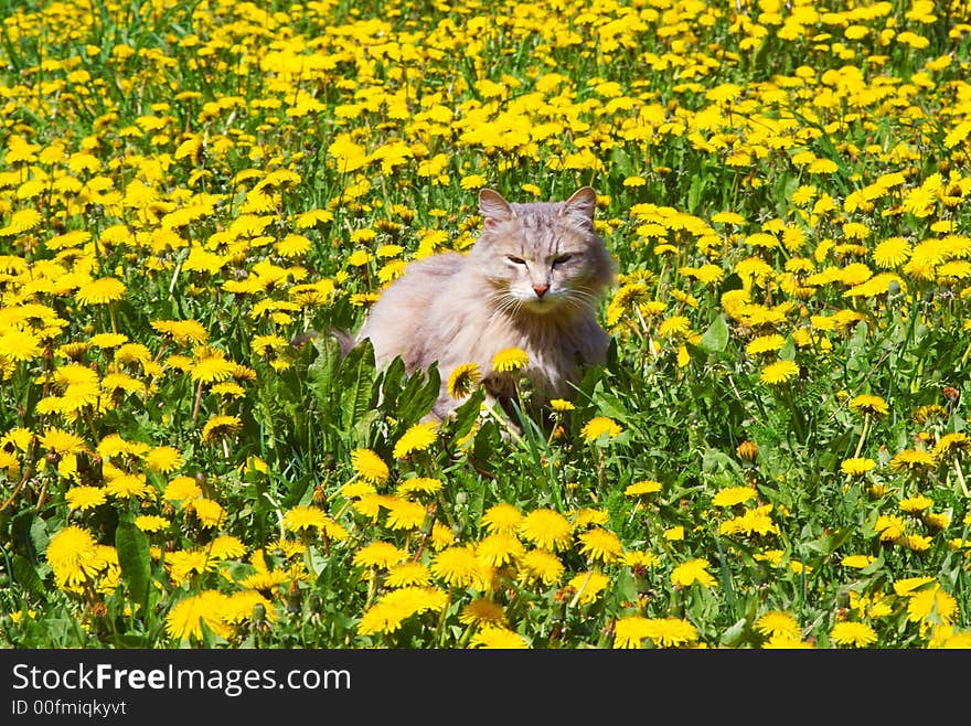 The cat walks on a lawn with dandelions