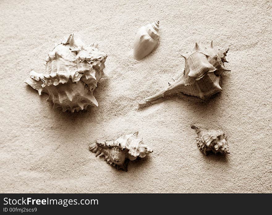 The image of a cockleshell close-up on sand. The image of a cockleshell close-up on sand