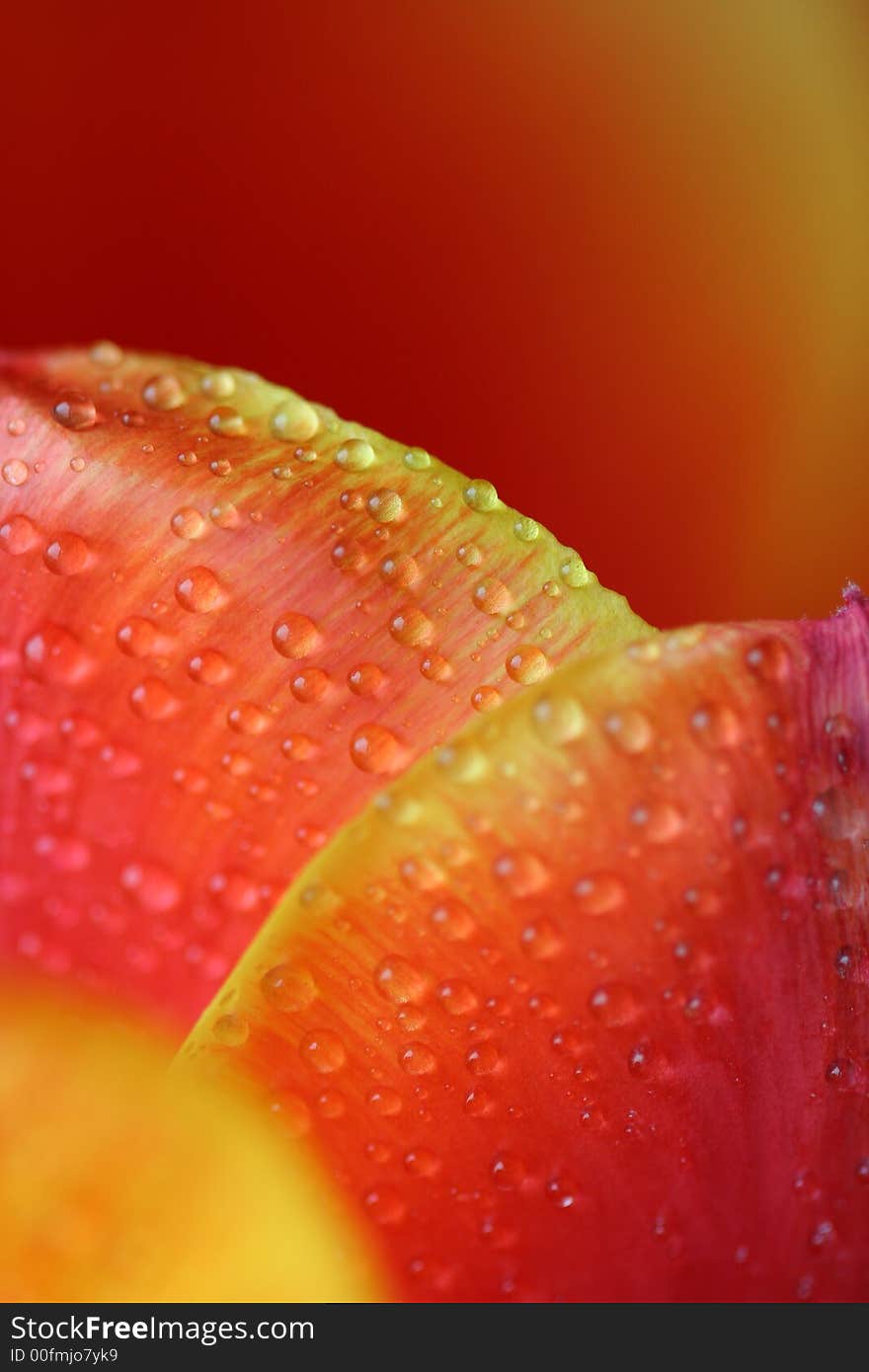 Water drops on the tulip. Water drops on the tulip