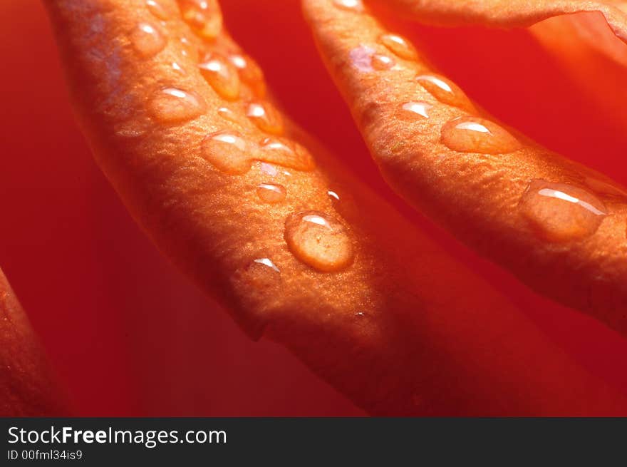 Close-up Rose petal