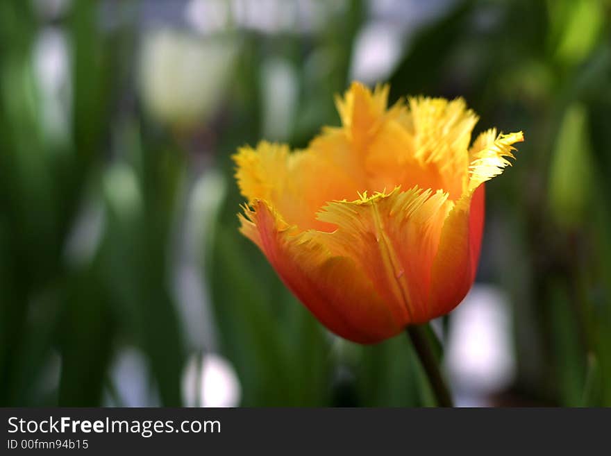 Image of a beautiful red and yellow tulip. Image of a beautiful red and yellow tulip