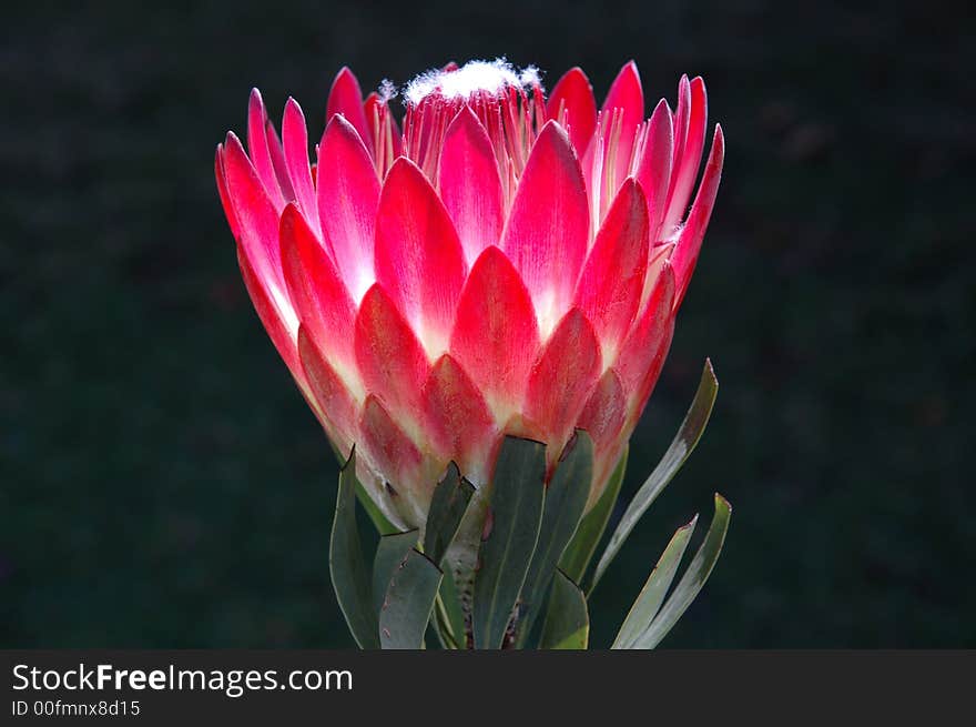 Protea