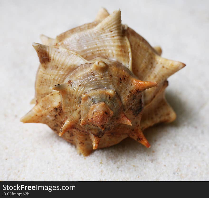 The image of a cockleshell close-up on sand