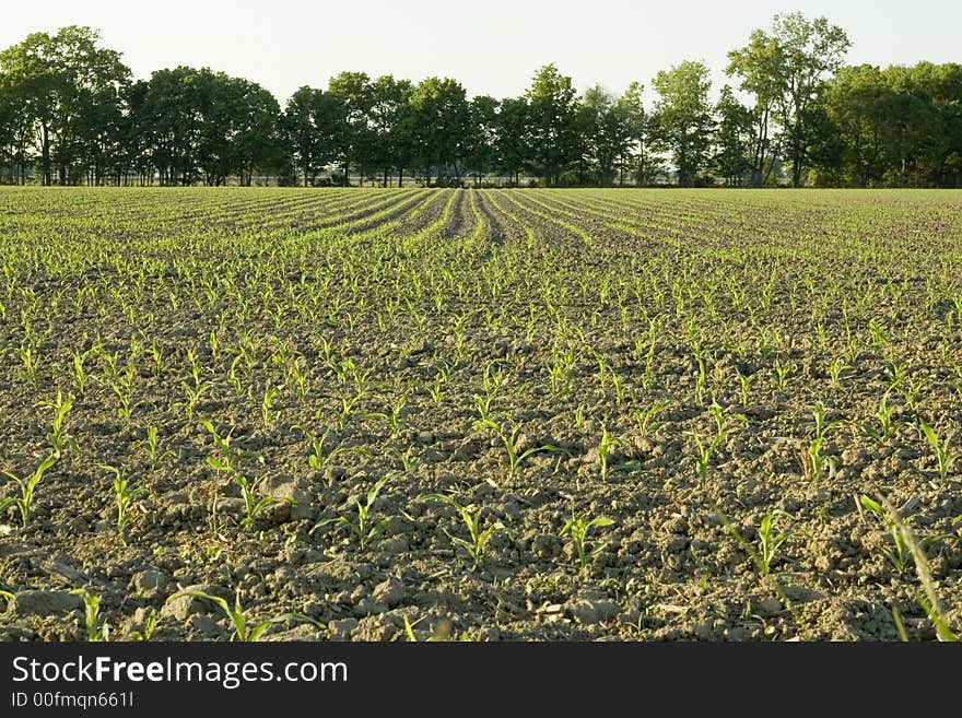 Young Corn Plants