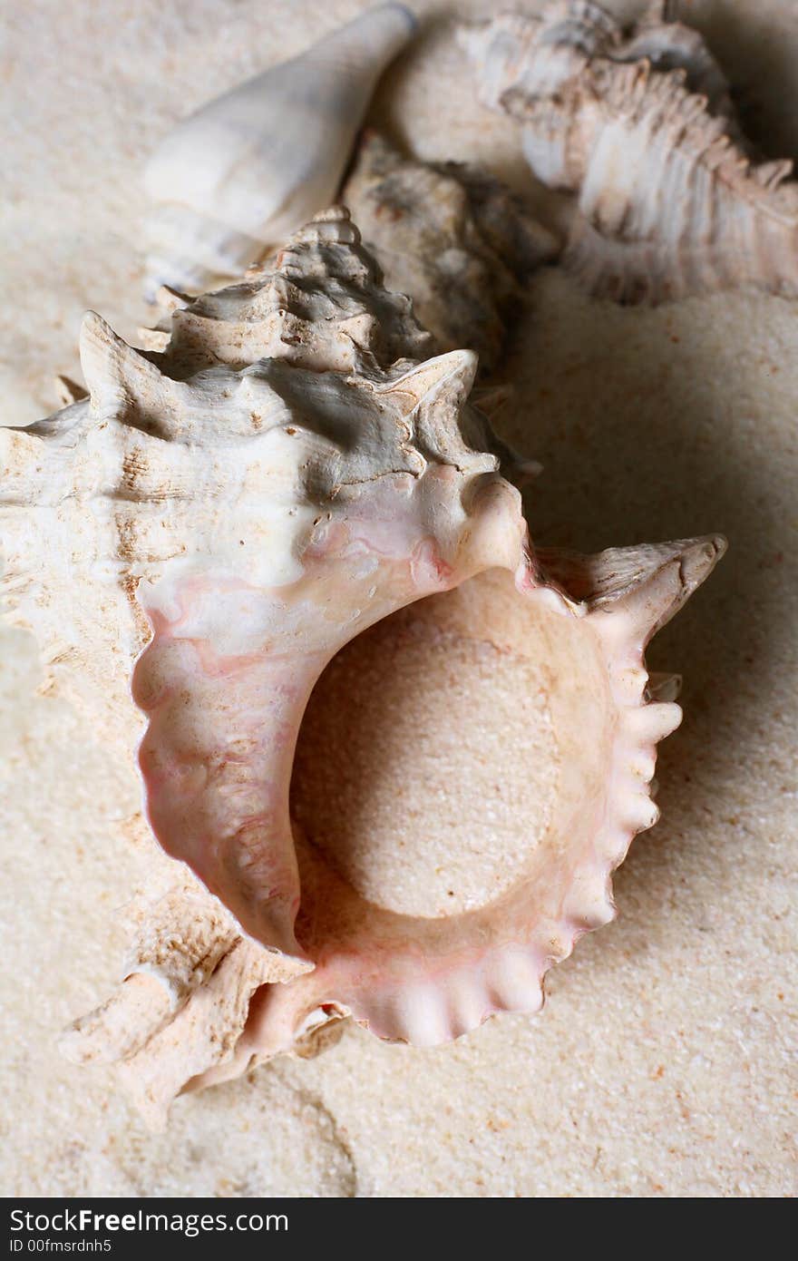 The image of a cockleshell close-up on sand. The image of a cockleshell close-up on sand