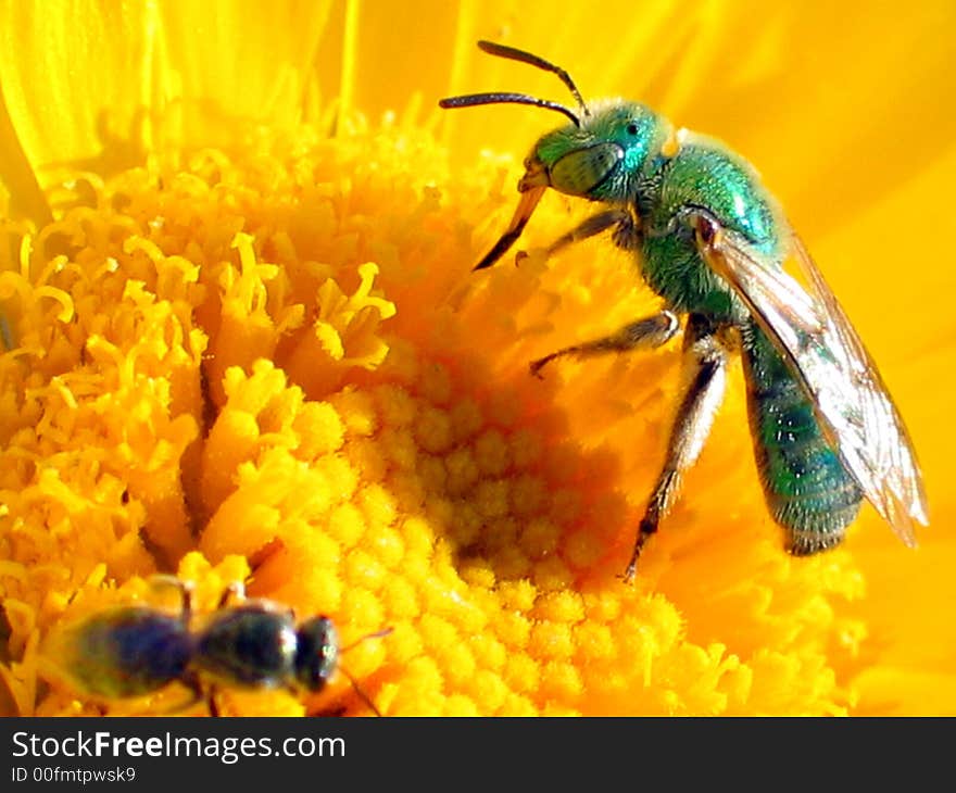 Green Bee & Friend