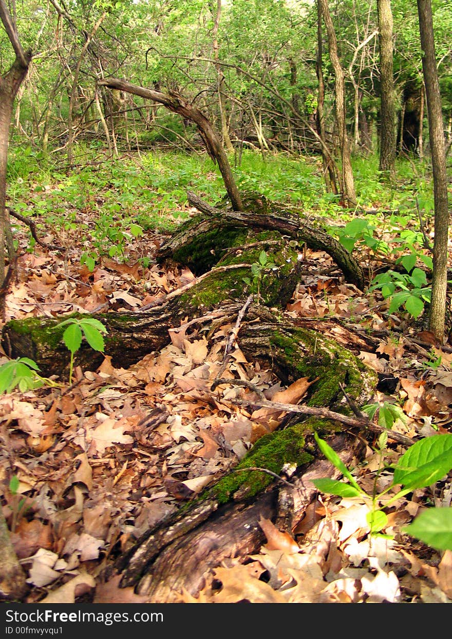 Schramm Park Forest Trail