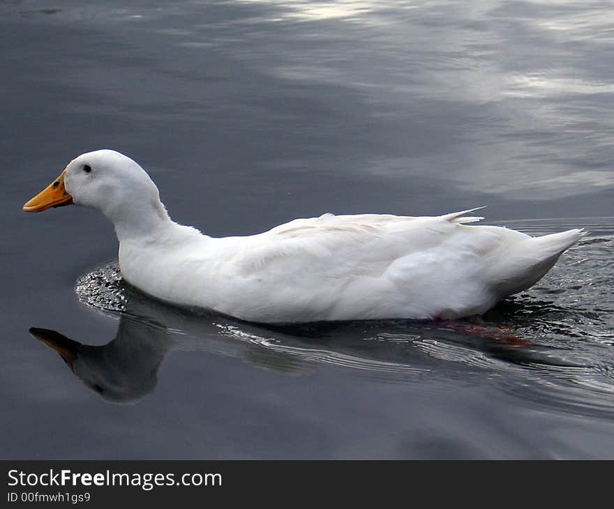 White Duck