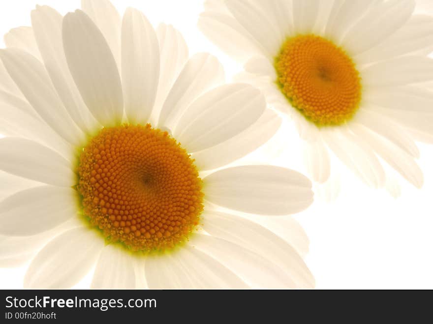 White Flowers