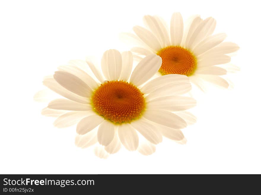 White flowers on light box