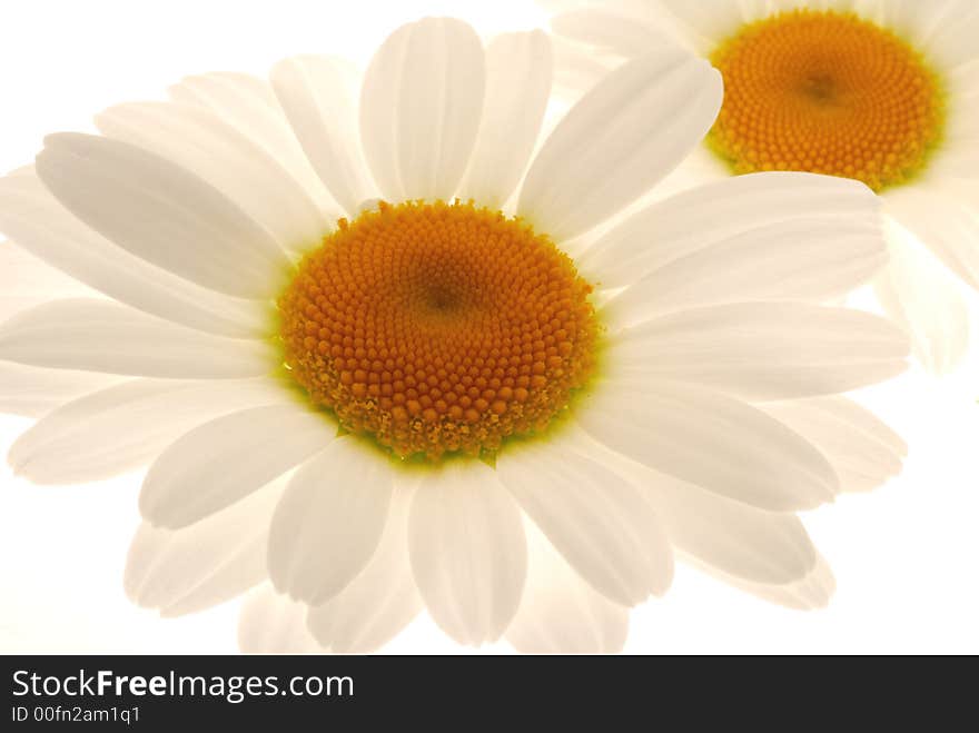 White flowers