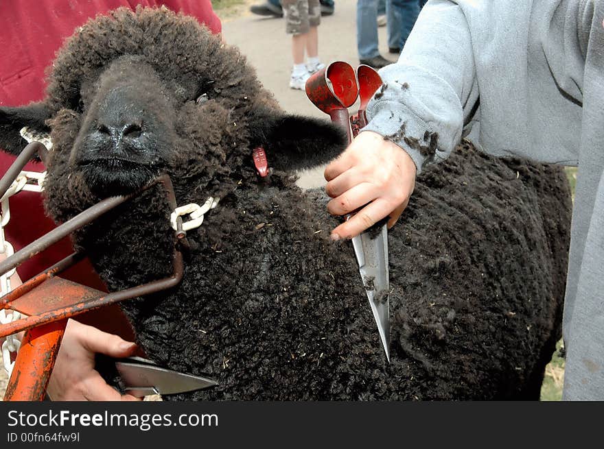 Black sheep sheared