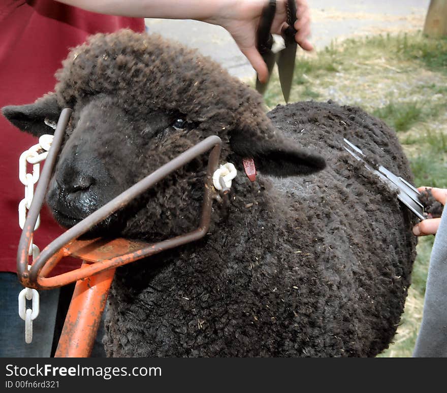 Close up of black sheep being trimmed at fair festival exhibit with hand shears. Close up of black sheep being trimmed at fair festival exhibit with hand shears