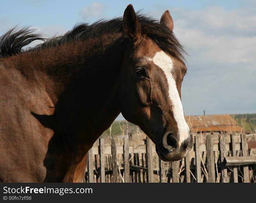 Horse on a background of a rural fence. Horse on a background of a rural fence.