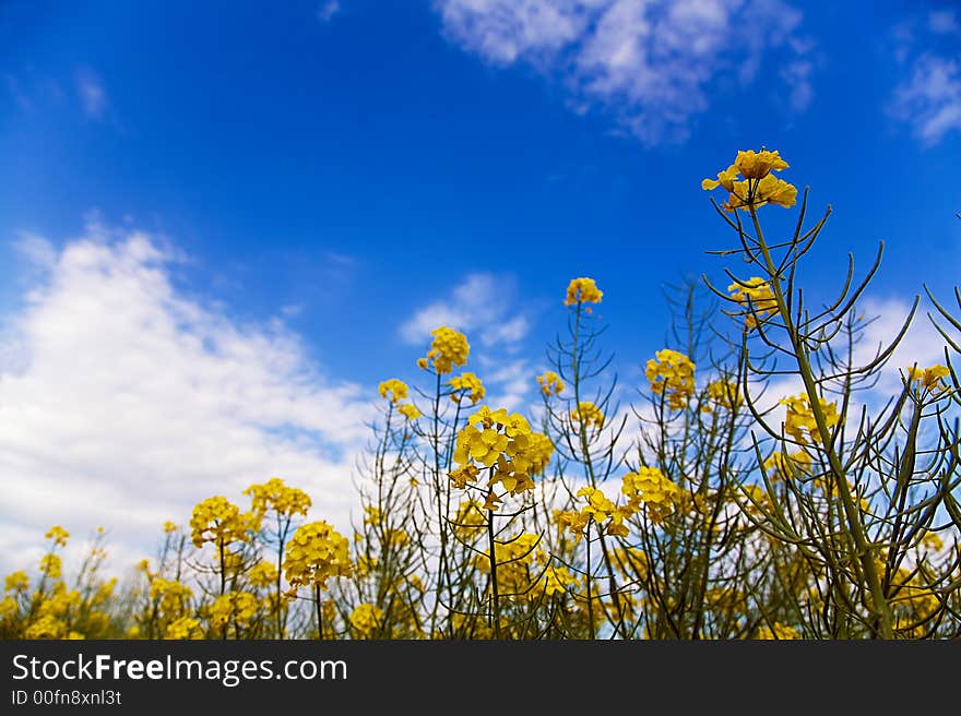 Rape Field