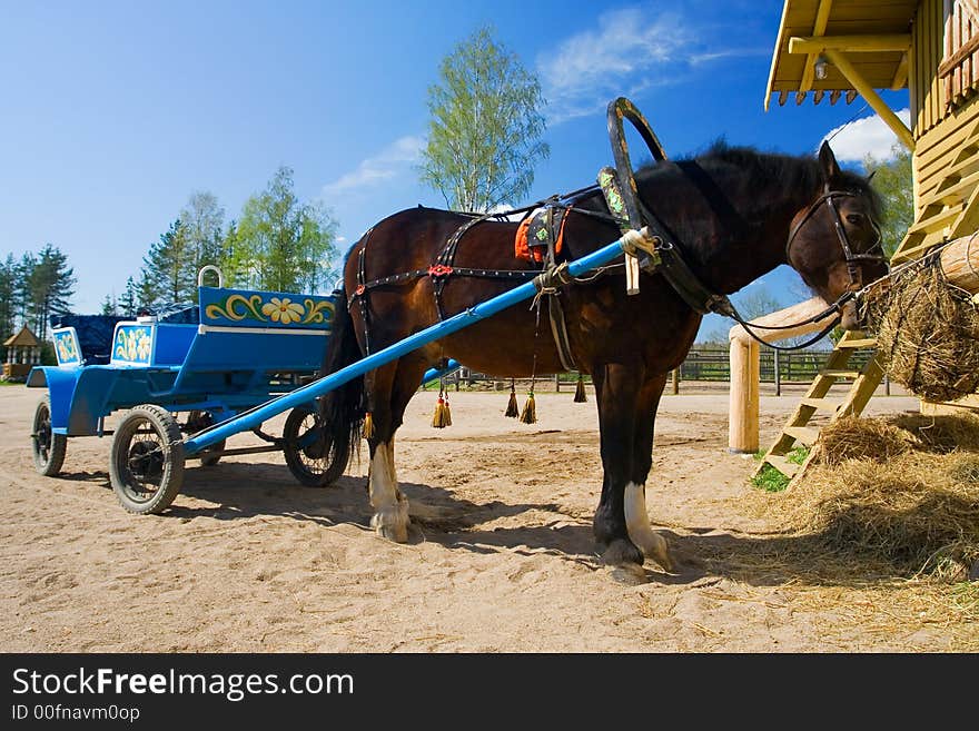 Horse in a harness on a farm on a background of the blue sky. Horse in a harness on a farm on a background of the blue sky