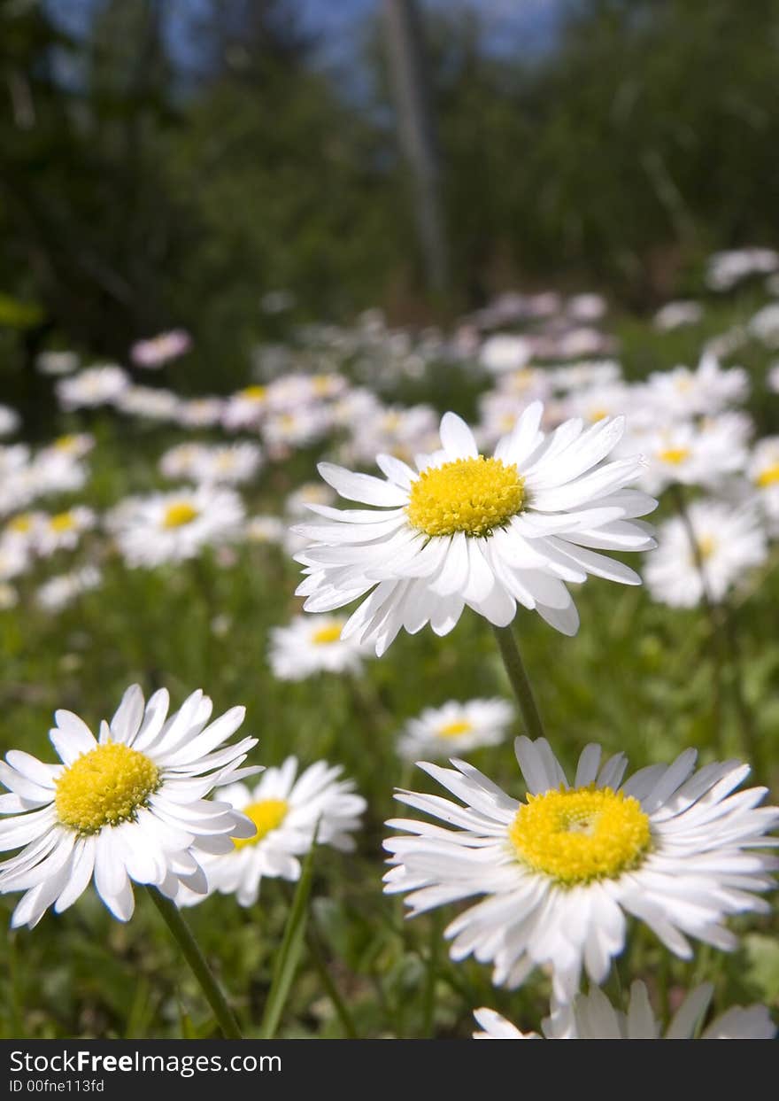 Picture of flowers in a green field. Picture of flowers in a green field.