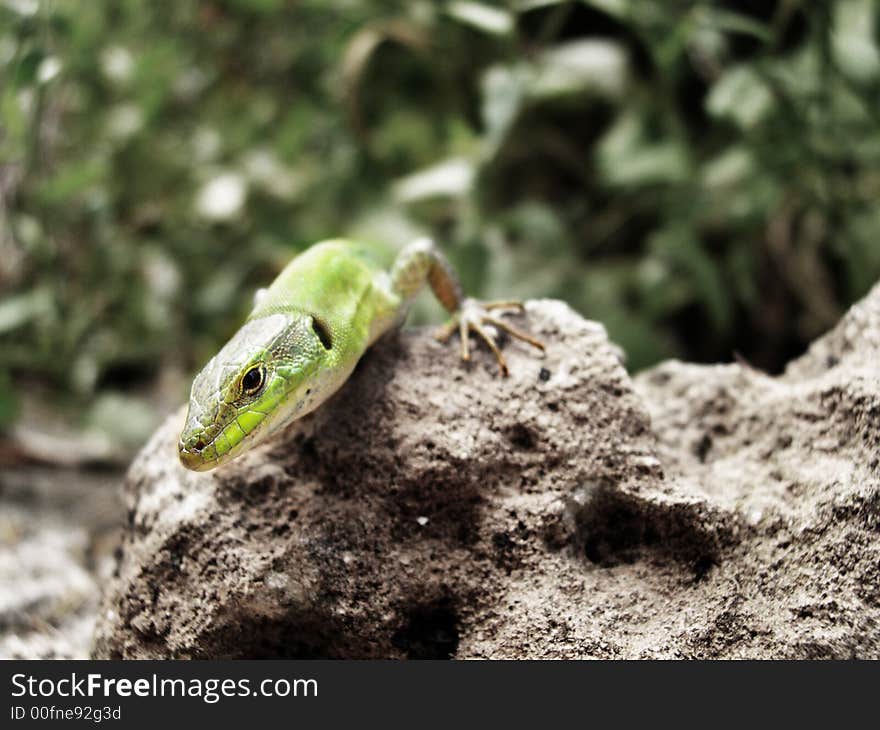 A lizard it takes the sun on the cliff